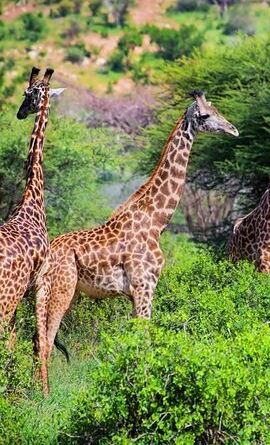 3D2N • 2 Nights 3 Days Tour to Tsavo East and Tsavo West National Park