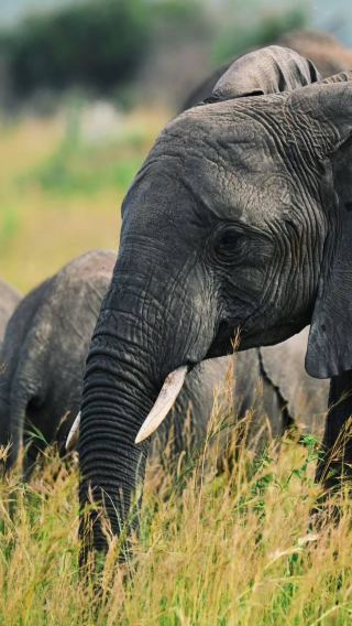6 วัน 5 คืน • เซเรงเกติ + Ngorongoro + อุทยานแห่งชาติทารังกิเร