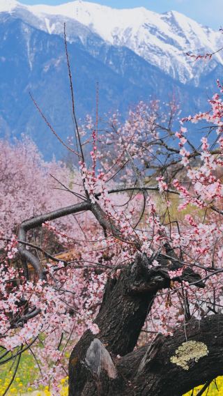 13天12晚 • 「可代訂機票、火車票」「直飛林芝」桃花節：拉薩＋林芝＋波密＋日喀則＋布達拉宮＋桃花溝＋然烏湖＋魯朗＋羊卓雍錯＋珠峰大本營