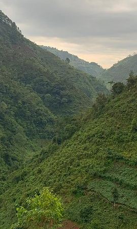 6D5N • 6 Days Rwanda Uganda Budget Wildlife Safari
