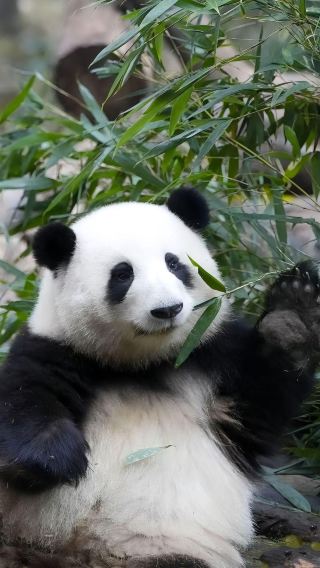 9D8N • Adjustable itinerary - flights to and from Chongqing - Chongqing & Chengdu highlights tour: Wulong, Fairy Mountain, Wujiang Gallery, Jiuzhaigou, Huanglong, and Dujiangyan