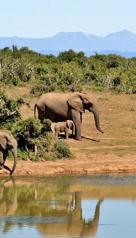 2D1N • 2 Days Akagera Wilderness Safari Big 5 and Highest Peak Camping