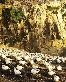 12D11N • 12 Day New Zealand Private Tour from Auckland to Queenstown