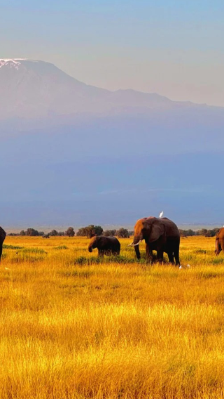 4D3N • Maasai Mara National Reserve in Kenya + Lake Nakuru