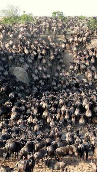3D2N • From Nairobi: 3 - Days Maasai Mara Group Safari by 4WD