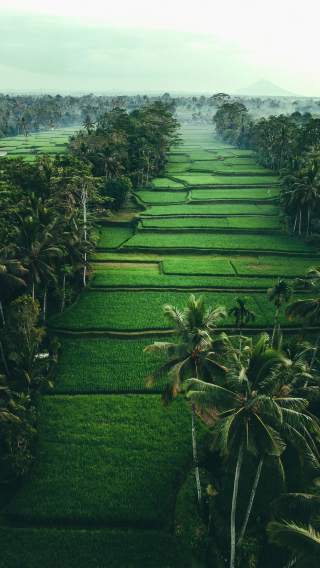 4D3N • Ubud Temple Tour + Highland Temple Visit + Cultural & Nature Landmarks