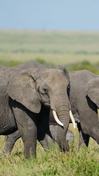 6 วัน 5 คืน • เซเรงเกติ + Ngorongoro + อุทยานแห่งชาติทารังกิเร