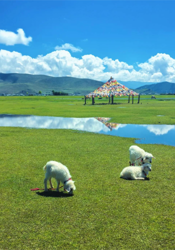 8D7N • Kunming + Dali City + Ancient Town Shaxi + Lijiang + Shangri-La + Yulong Snow Mountain + Dafo Temple Prayer Wheel