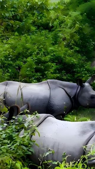3D2N • 3 Day 2 Night Chitwan National Park Jungle Adventure, All Inclusive Package