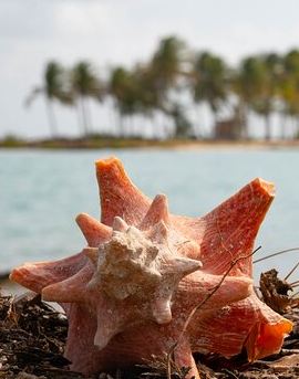 3D2N • 3 Day Comfort Adventure in San Blas Islands