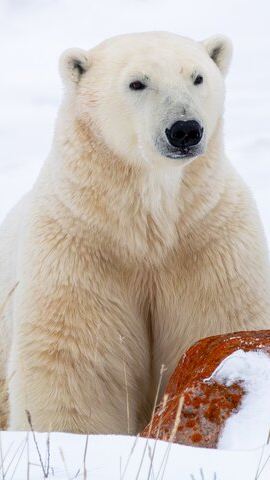 6D5N • Classic Churchill Polar Bear Experience