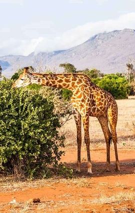 3D2N • 3 Days Private Safari to Tsavo West and East Park from Mombasa