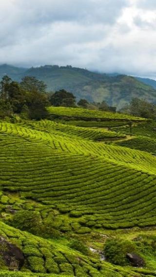 3D2N • Kochi: 3-Day Kerala Tour with Munnar and Alleppey Cruise