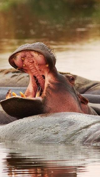 3D2N • Dar es Salaam: Mikumi National Park 3-Day Safari Tour