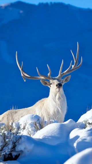 5D4N • Harbin + Yabuli Skiing and Leisure Resort + Xuexiang National Forest Park