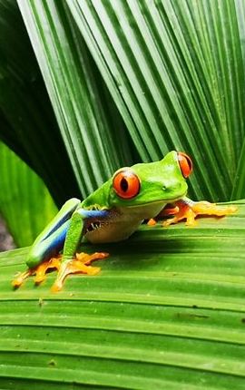 4D3N • 4 Days Tour Costa Rica: Tortuguero, Arenal, Monteverde, M Antonio