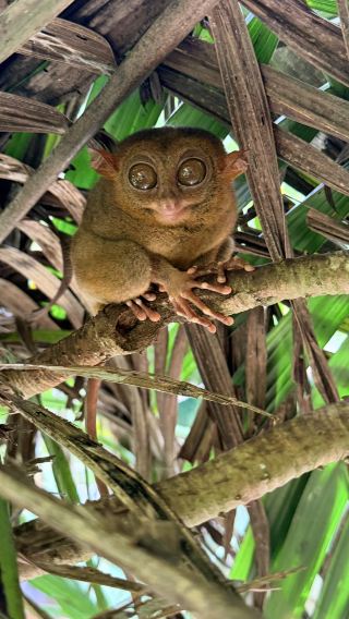 6D5N • Bohol Dolphin Watching + Sea Turtle Encounter + Virgin Island + Chocolate Hills + Tarsier Viewing + Bamboo Raft Lunch
