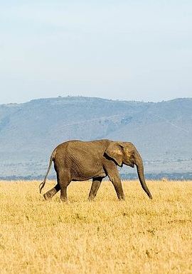 7D6N • 7 Days Tanzania Luxury Safaris