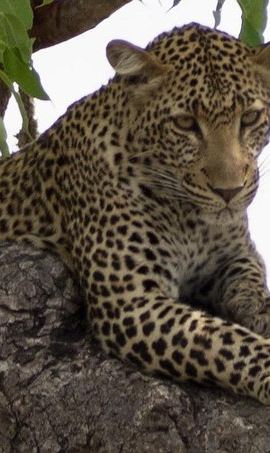 3D2N • 3 Days Explore Selous Game Reserve + Boat safari + bushman walking