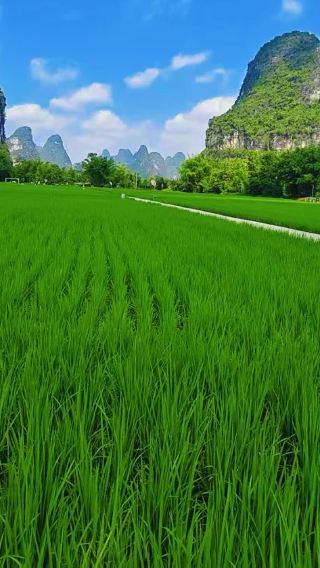 6D5N • China + Guangxi + Nanning + Chongzuo + Detian Transnational Waterfall Scenic Spot + Beihai + Weizhou Island 