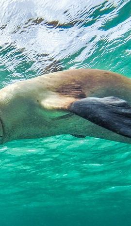 10D9N • 10-Day Adelaide to Perth Adventure Tour