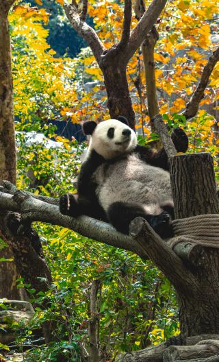 7D6N • Round Trip from Chengdu · Iconic Sichuan-Chongqing Journey: Vibrant Chengdu & Chongqing City Tours, Giant Pandas, Dujiangyan, Leshan Giant Buddha & Sacred Mount Emei