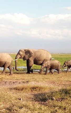 5D4N • Tsavo East & west, Amboseli 5days from Mombasa