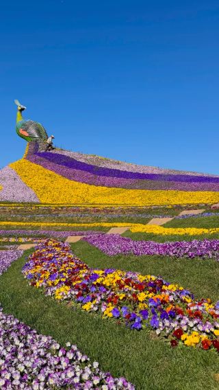 4D3N • Spring City Kunming: Stone Forest + Dianchi Lake + Dounan Flower Market + Yunnan Nationalities Village