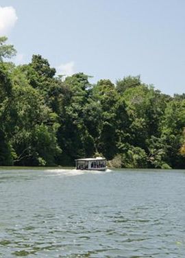 3D2N • 3-day Tortuguero Expedition