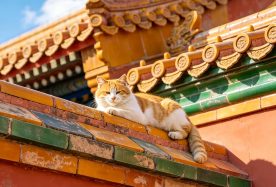 2D1N · Group Tours · 2-Day Classic Beijing Small Group Tour with Free Ticket Booking · Luxury 5-star package at Marco Polo or Wyndham  , with all gratuities included and no shopping or optional fees.
