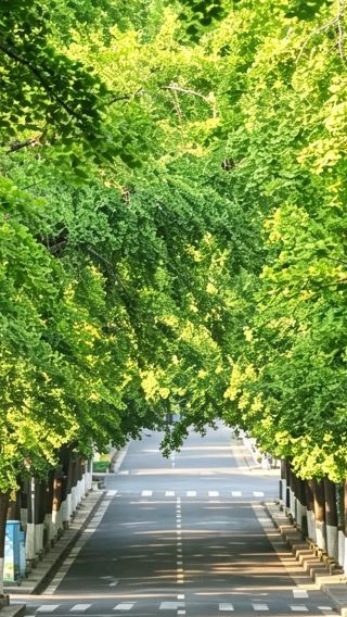 11D9N • Henan - Shandong Interprovincial Tour, featuring Longmen Grottoes, Shaolin Temple, Qingming Riverside Landscape Garden, Mount Tai, and the Beer Museum, Free eSIM Included