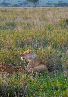 4D3N • 4-Day Tarangire, Serengeti &Ngorongoro Lodge Safari Tour