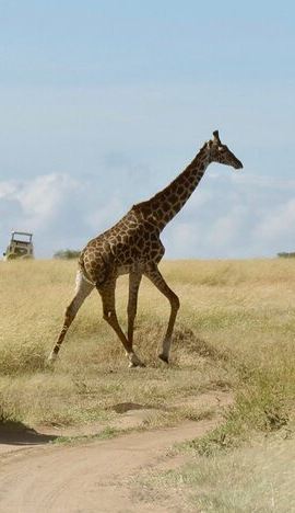 3D2N • 3 Day Maasai Mara 4x4 group Safari(Budget or Luxury room options)