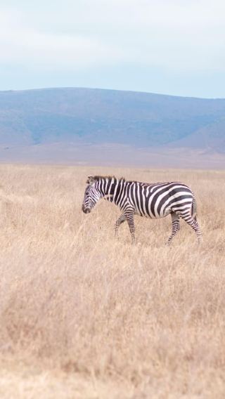 2D1N • 2-Day Tanzania Safari to Tarangire and Ngorongoro