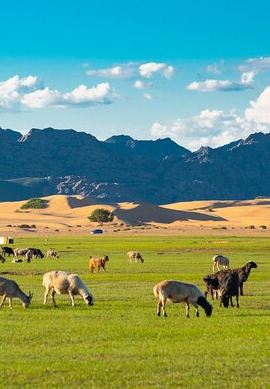 4D3N • Essence of Mongolia 4 Days