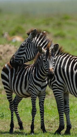 7 วัน 6 คืน • เซเรงเกติ + Ngorongoro + อุทยานแห่งชาติทารังกิเร + อุทยานแห่งชาติทะเลสาบมันยารา