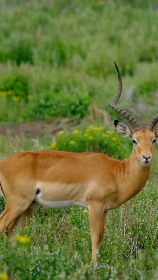 3D2N • Maasai Mara National Reserve