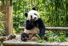 2D1N · Group Tours · Encounter Adorable Pandas & Trace the Dual World Heritage Sites: Leshan + Mount Emei · Panda, Mount Eme, Leshan.