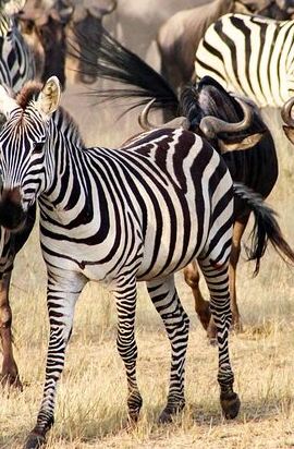 3D2N • 3Days Safari to Tarangire Ngorongoro and manyara lodge safari