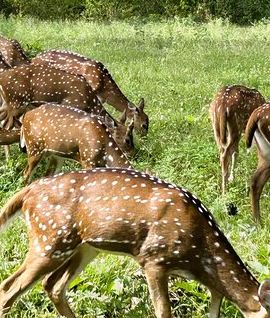 2D1N • 2 Day Bandipur Safari and Mysore Palace Tour