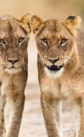 2D1N • 2 Days 1 Night Mikumi Adventure Safaris