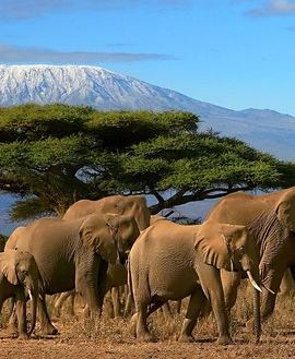 3D2N • 3 Days Amboseli National Park-Lodge Safari with Private 4x4 JEEP