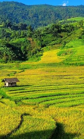 2D1N • Hanoi to Sapa: 2-Day Highland Trek & Village Homestay