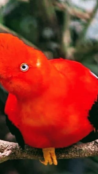 2D1N • Tours to the Manu jungle from Cusco (2 days).