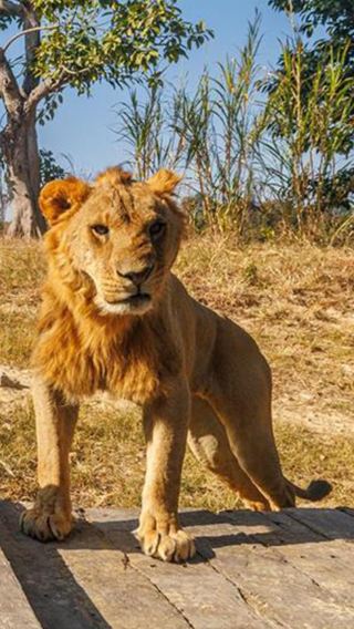 4D3N • Chimelong Safari Park + Zhuhai Chimelong Ocean Kingdom + Foshan