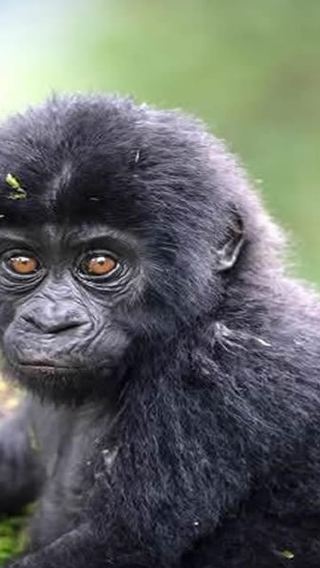 3D2N • From Entebbe/Kampala: 3-Day Gorilla Trekking & Batwa Tour