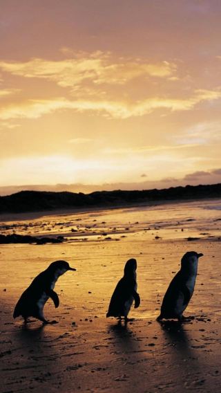 5D4N • Melbourne + Puffing Billy Railway + Phillip Island + Great Ocean Road | 23-Person Comfort Group Tour