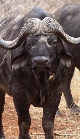 3D2N • Kruger Park 3 Day Safari from Maputo (Open-backed Safari Vehicle)