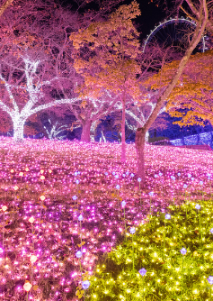 6 วัน 4 คืน • TOKYO OSAKA ILLUMINATION CHRISTMAS & NEW YEAR โดยสายการบินไทย [TG]