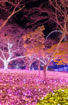 6 วัน 4 คืน • GO2HND-TG059 TOKYO OSAKA ฟูจิ คาวาโกเอะ อุจิ งานประดับไฟซากามิโกะ อิลลูมิเนชั่น 6D 4N โดยการบินไทย